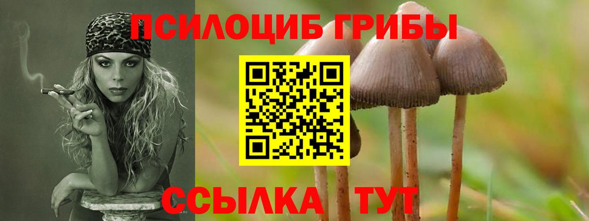 Псилоцибиновые грибы Psilocybe Елабуга